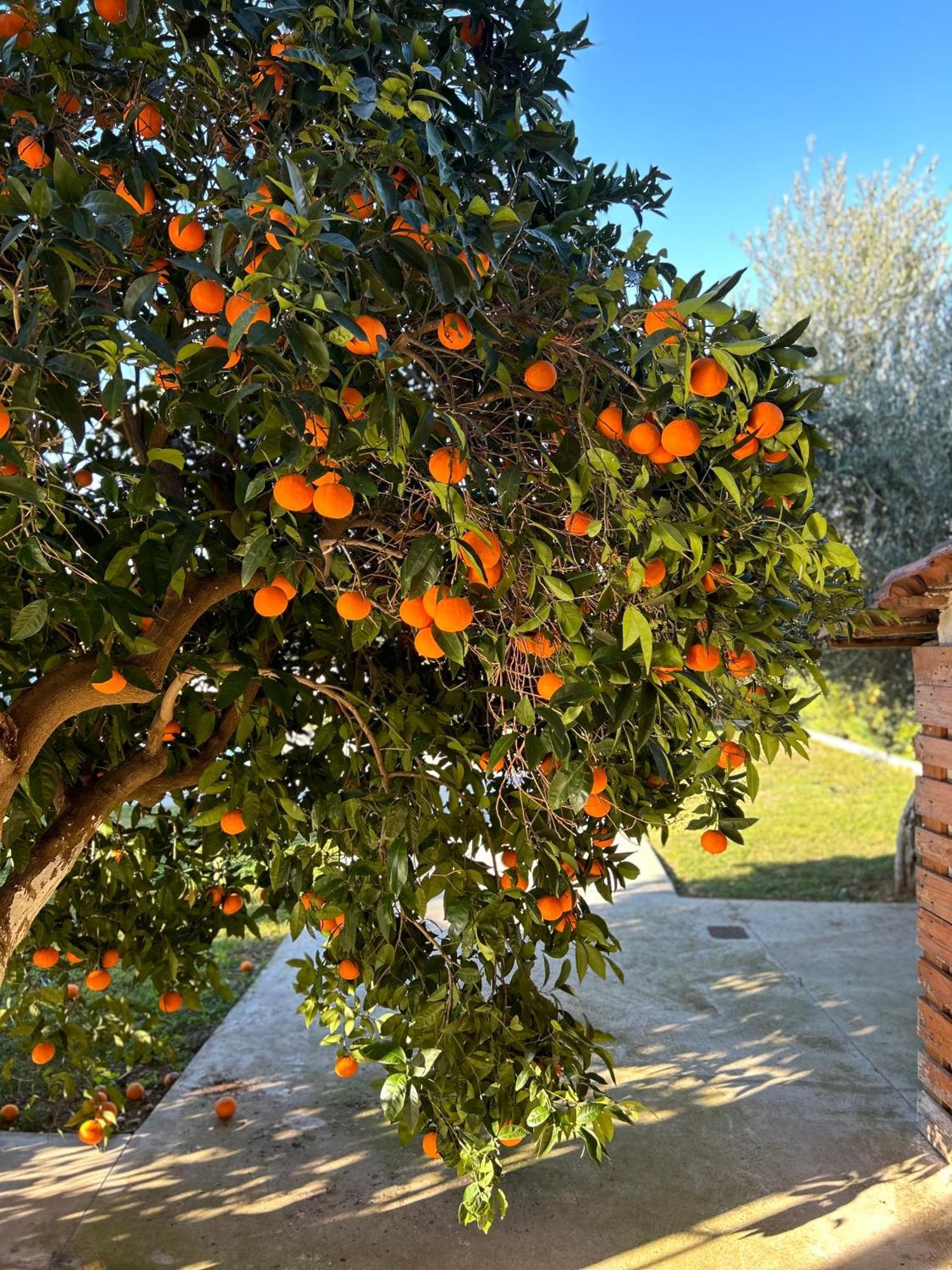 The Orange Garden Διαμέρισμα Ναύπλιο Εξωτερικό φωτογραφία