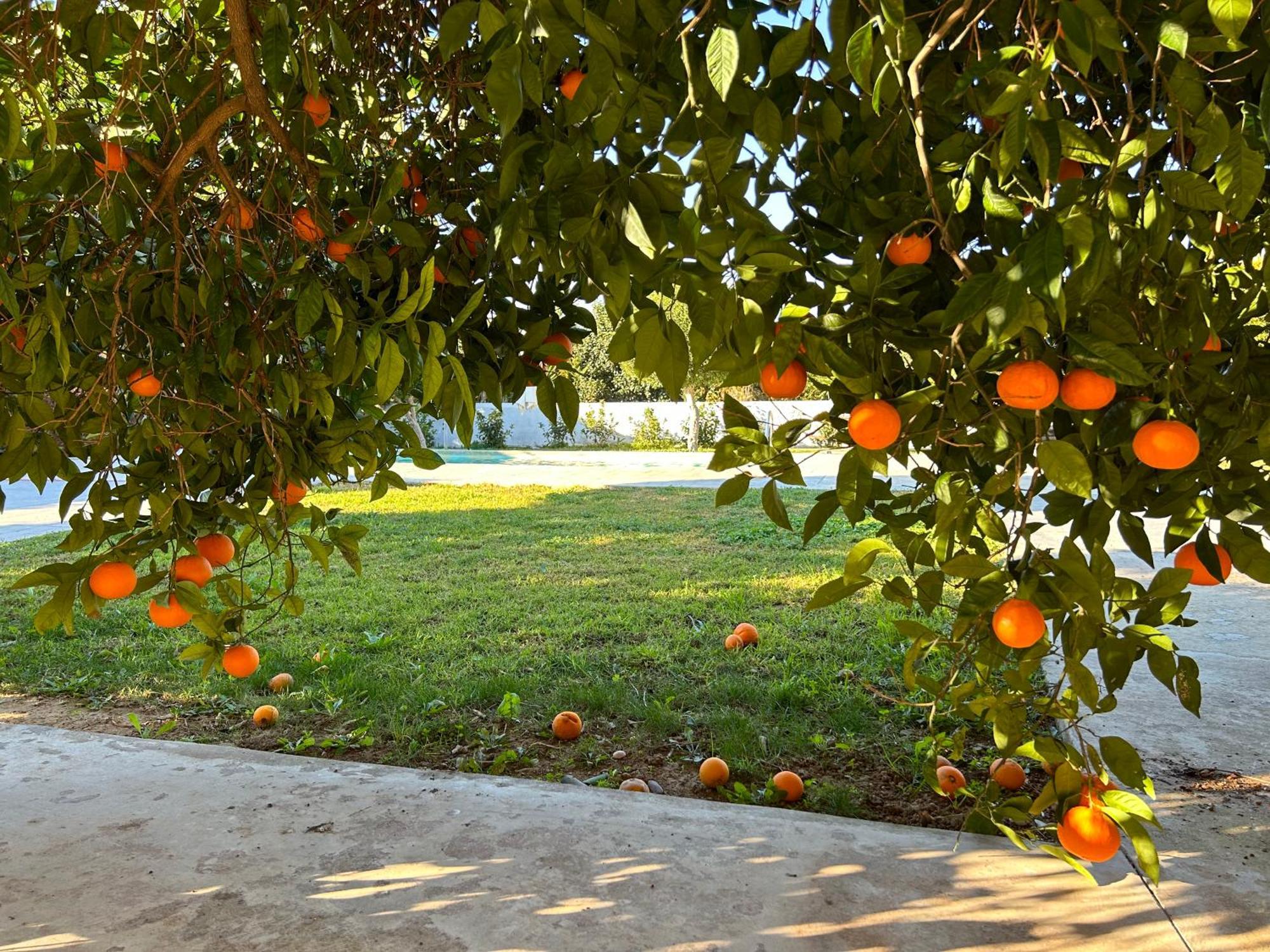The Orange Garden Διαμέρισμα Ναύπλιο Εξωτερικό φωτογραφία